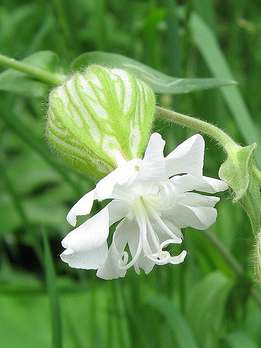 Lychnis à grosses graines