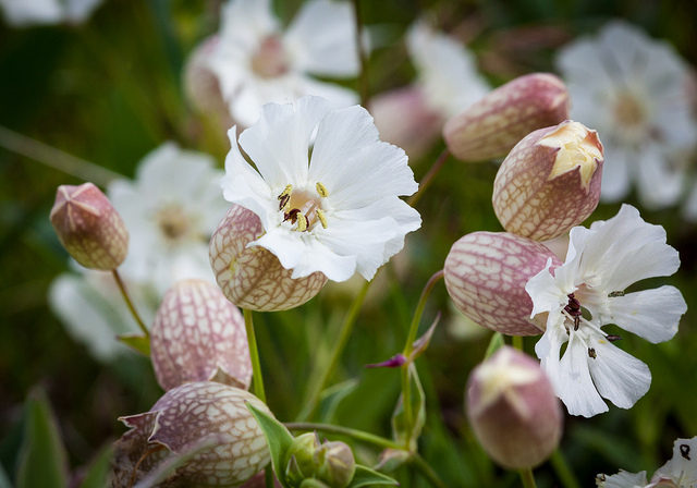Silene uniflora