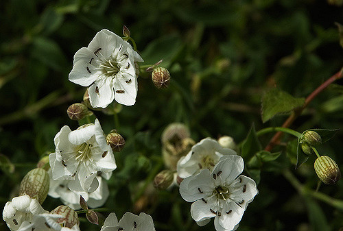 Silene uniflora