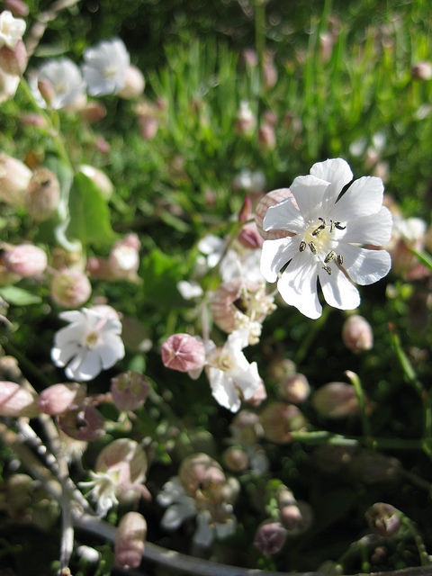 Silene uniflora