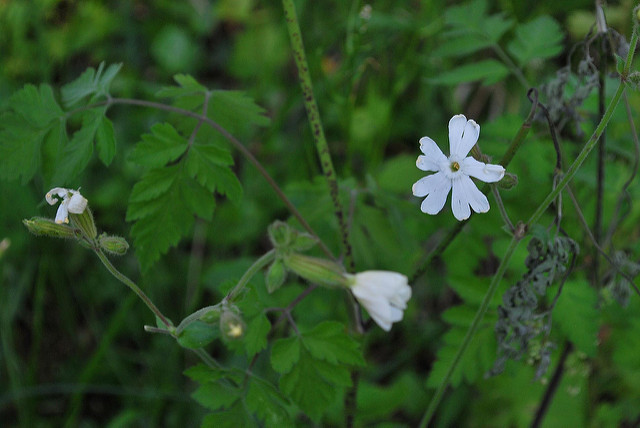 Silène de nuit (Silene noctiflora)