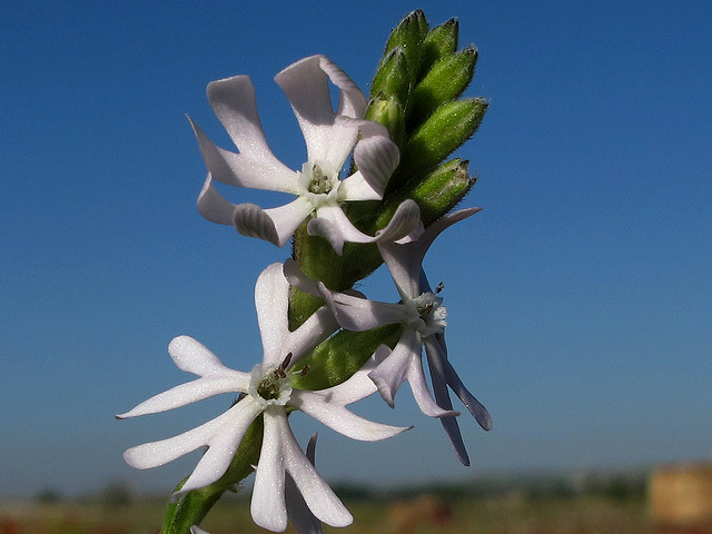 Silène penché (Silene nutans)