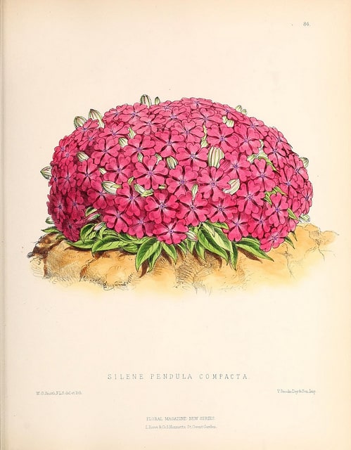 Silène à fleurs penchées