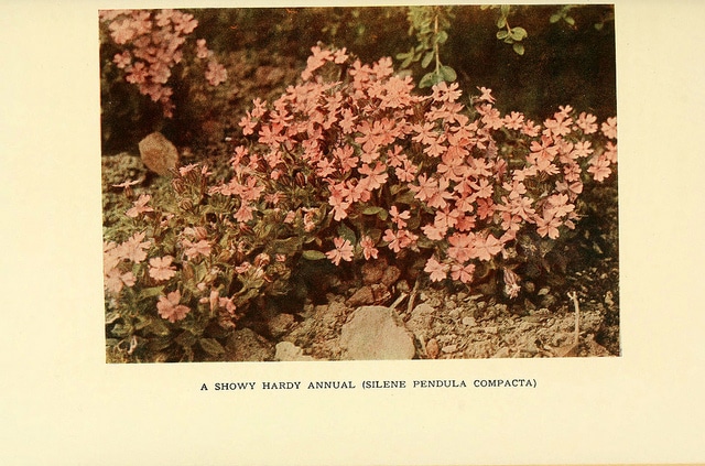 Silène à fleurs penchées
