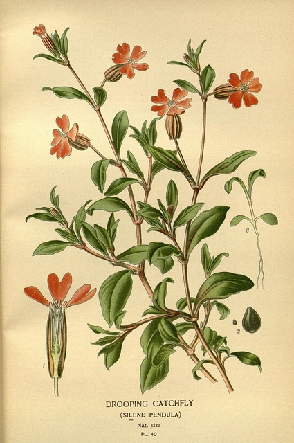 Silène à fleurs penchées