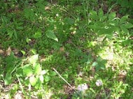 Silene polypetala
