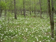 Silene polypetala