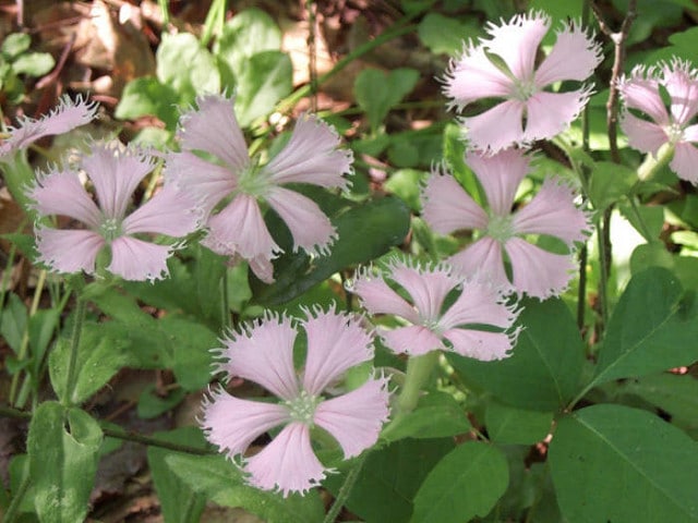 Silene polypetala