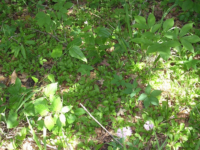 Silene polypetala
