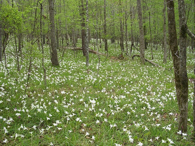 Silene polypetala (Silene polypetala)