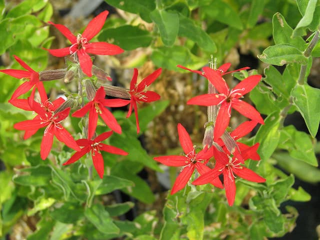 Silene regia