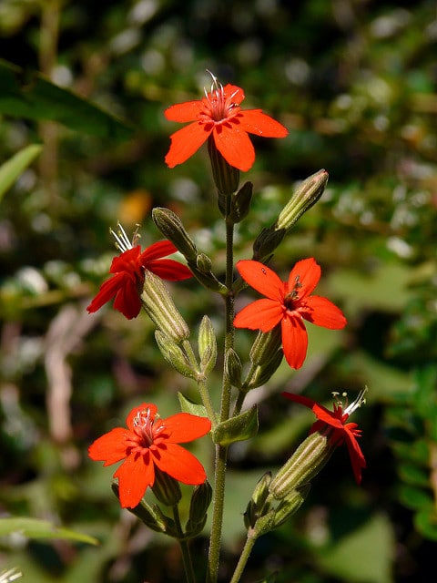 Silene regia