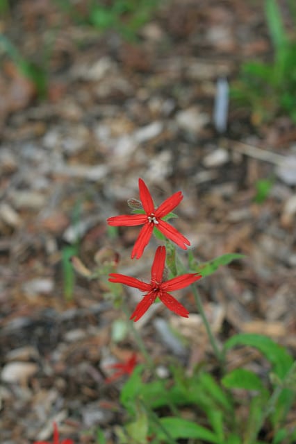 Silene regia
