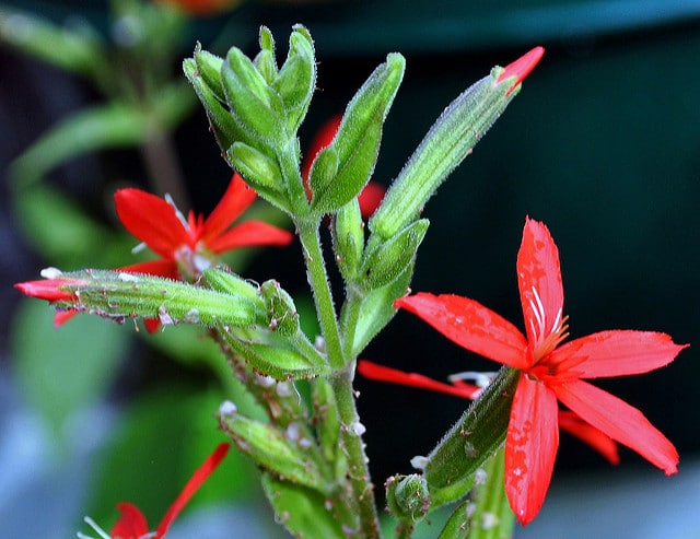 Silene regia