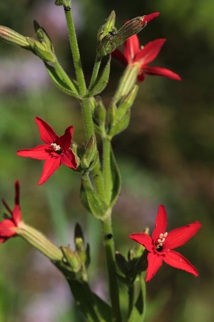 Silene regia