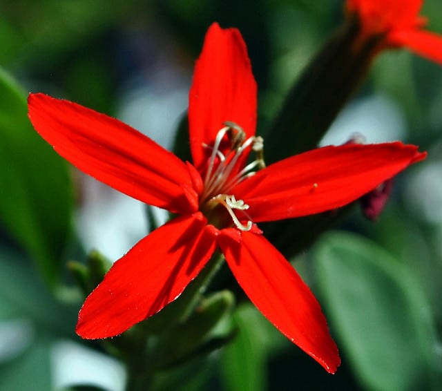 Silene regia (Silene regia)