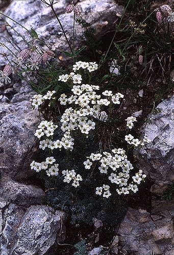 Silène saxifrage