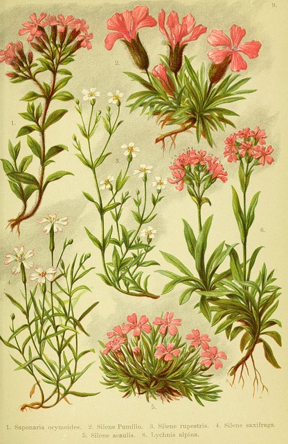 Silène saxifrage