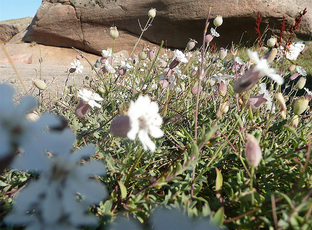 Silene uniflora (Silene uniflora)