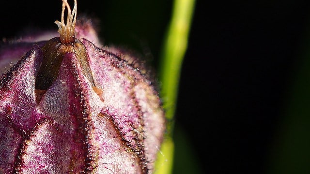Silene uralensis