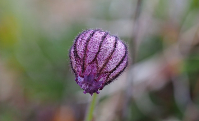 Silene uralensis