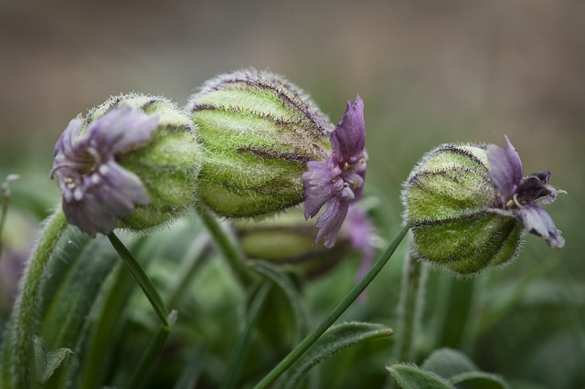 Silene uralensis (Silene uralensis)