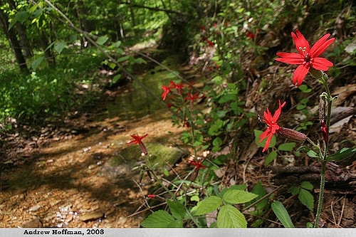 Silene virginica