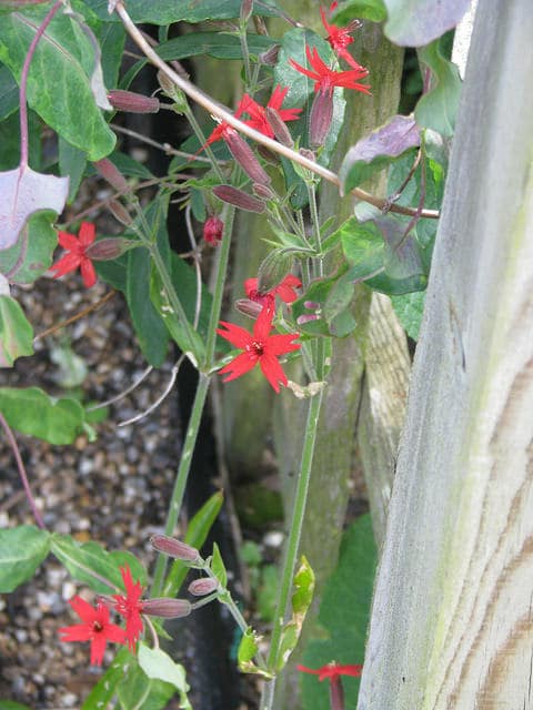 Silene virginica