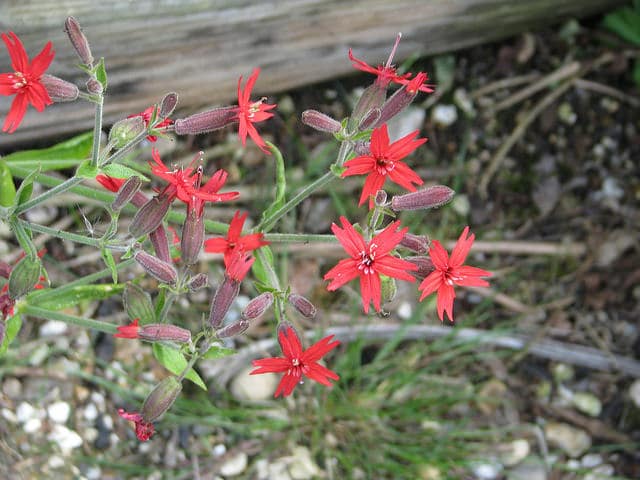 Silene virginica
