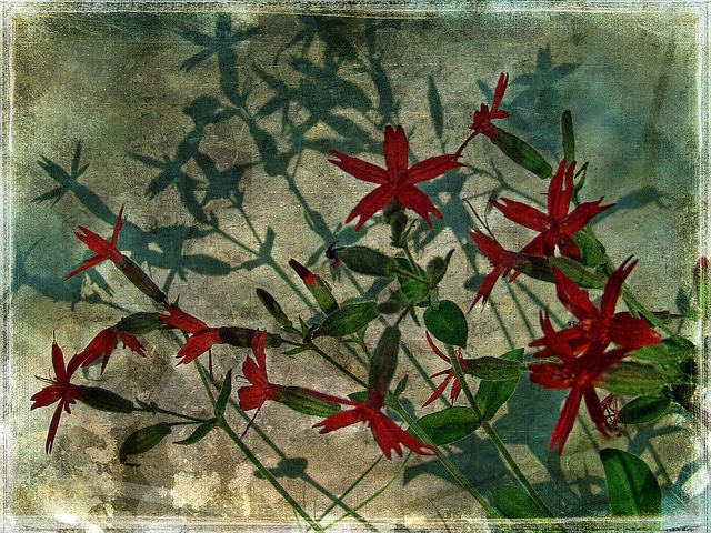 Silene virginica