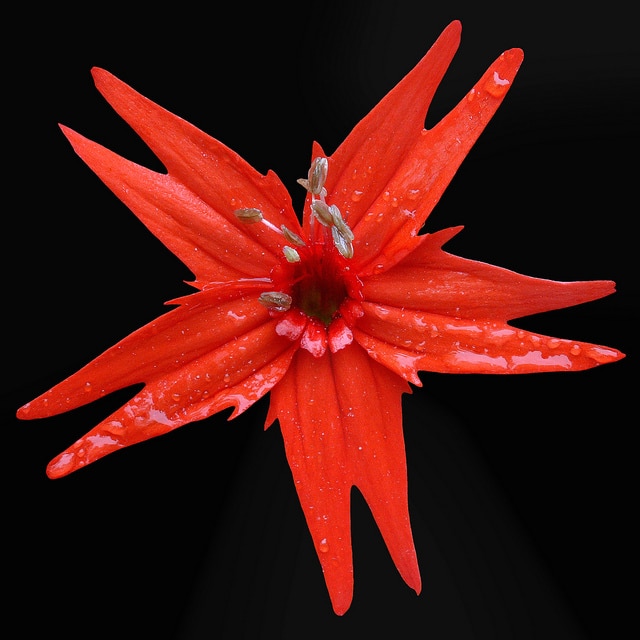 Silene virginica