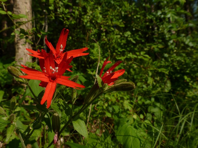 Silene virginica (Silene virginica)