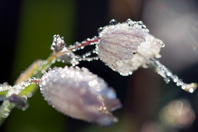 Silène enflé (Silene vulgaris)