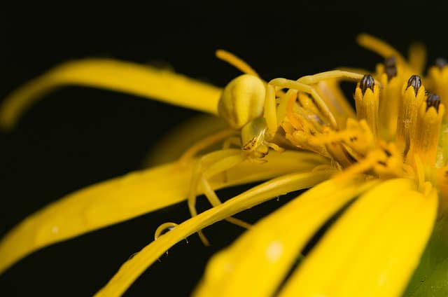 Silphium asteriscus (Silphium asteriscus)
