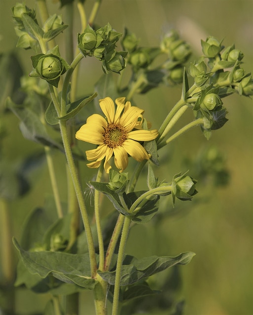 Silphium integrifolium