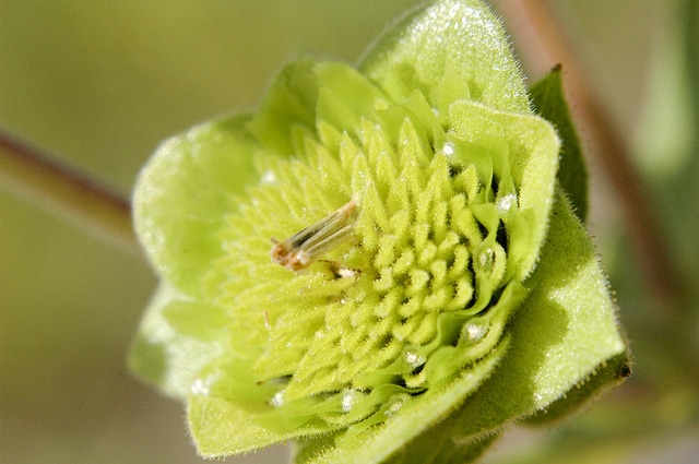 Silphium integrifolium
