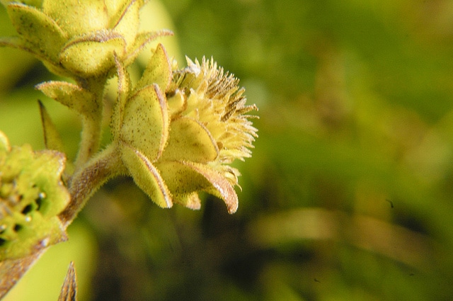 Silphium integrifolium