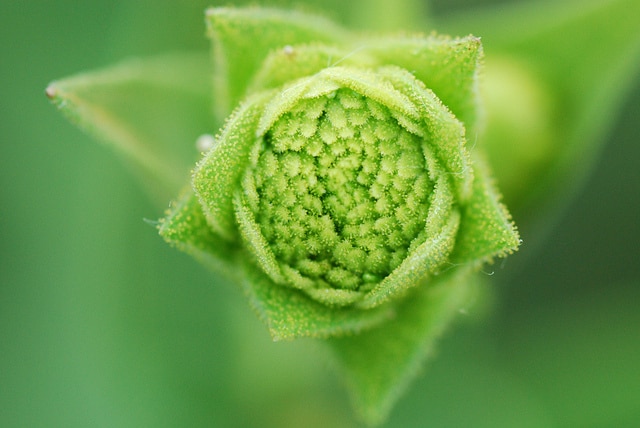 Silphium integrifolium