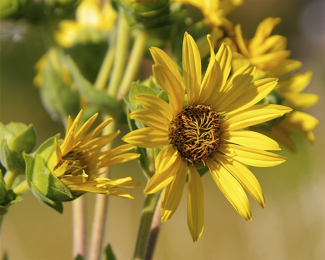 Silphium integrifolium (Silphium integrifolium)