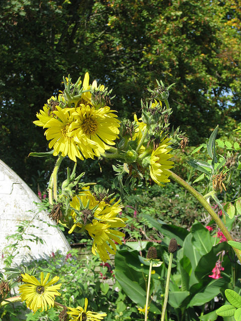 Plante boussole (Silphium laciniatum)