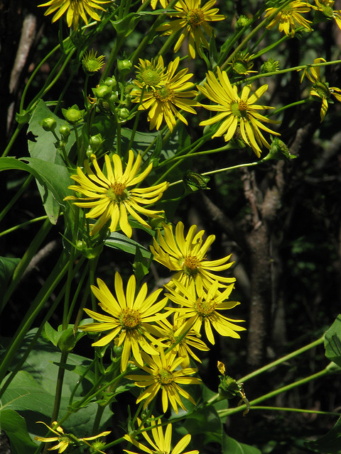 Silphium perfoliatum