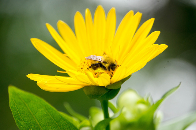 Silphium perfoliatum