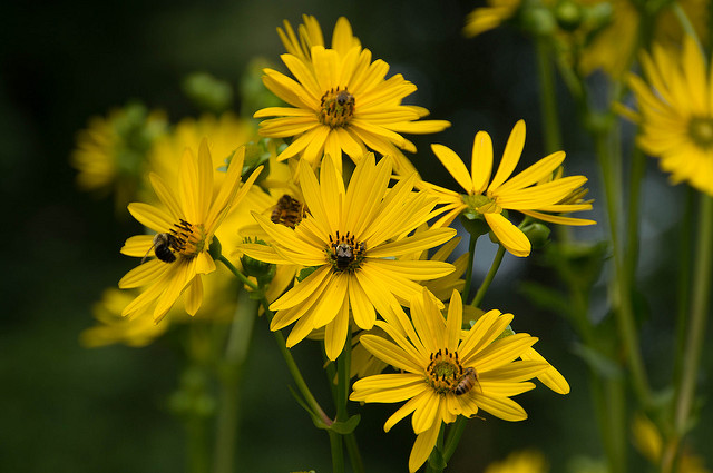 Silphium perfoliatum