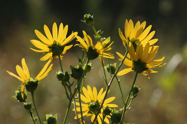 Silphium perfoliatum
