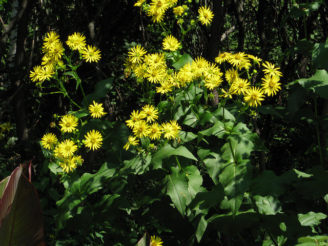Silphium perfoliatum