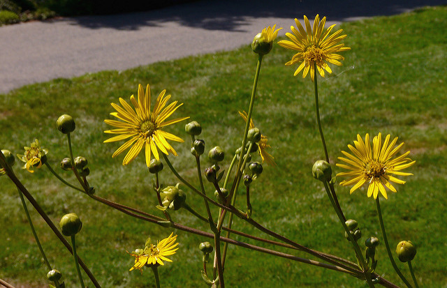 Silphium terebinthinaceum