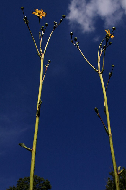 Silphium terebinthinaceum