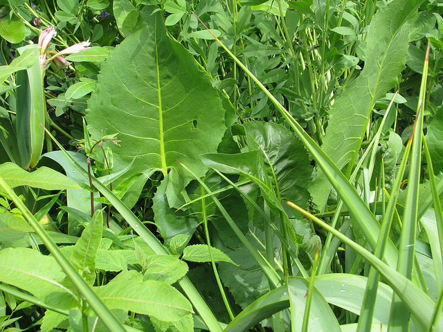 Silphium terebinthinaceum
