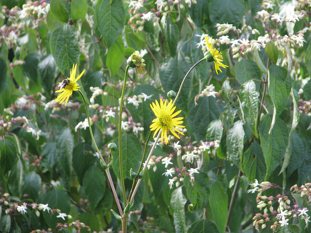 Silphium terebinthinaceum