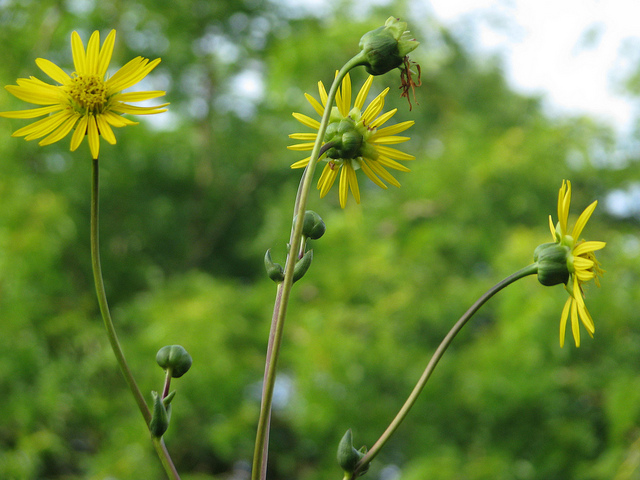 Silphium terebinthinaceum (Silphium terebinthinaceum)